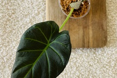 Exchange: Plante Alocasia Wentii 