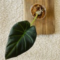Exchange: Plante Alocasia Wentii 