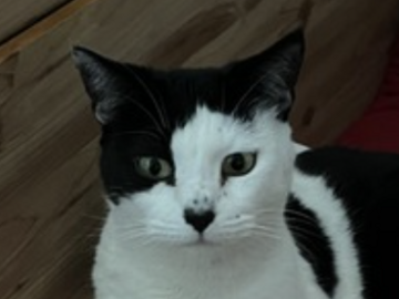   : Mau