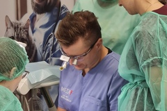 Kurs: Stomatologia psów i kotów: diagnostyka i leczenie chorób przyzębi