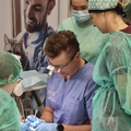 Kurs: Stomatologia psów i kotów: diagnostyka i leczenie chorób przyzębi