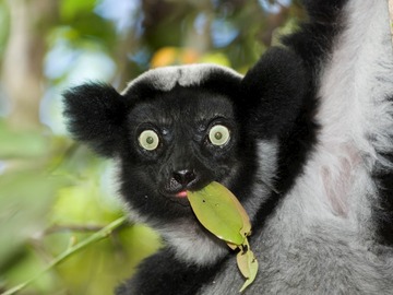 Multi-day Packages: 21-Day Madagascar Adventure