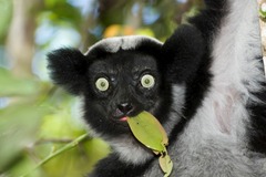 Multi-day Packages: 21-Day Madagascar Adventure