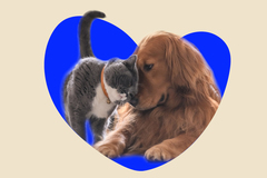 Service à domicile: ANIMAUX - Garde d'animaux
