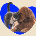 Service à domicile: ANIMAUX - Garde d'animaux