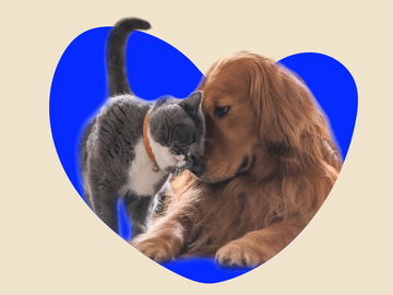 Service à domicile: ANIMAUX - Promenade de chien