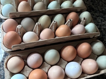 Selling with In-person Payment: Backyard Flock - Fresh Chicken Eggs