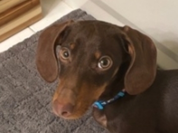   : Dobby