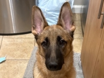   : Peanut