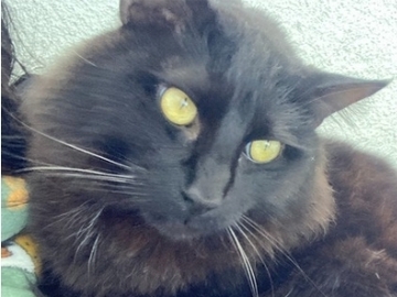   : Sammy
