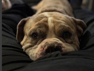   : Champ