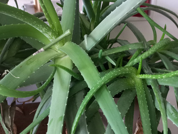 Vente: Aloe Vera