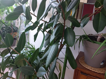 Vente: Ficus Elastica Robusta 