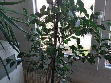 Vente: Ficus grand taille