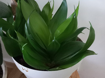 Vente: Sanseviera jade star