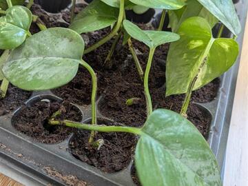 Vente: Bouture de Pothos