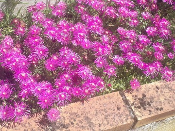 Vente: Arbustes à fleurs