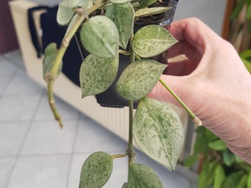 Sales: Hoya krokoniana eskimo