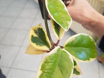 Vente: Hoya krimson queen