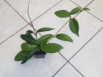 Vente: Hoya carnosa