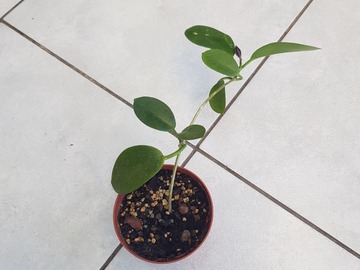 Vente: Hoya austalis
