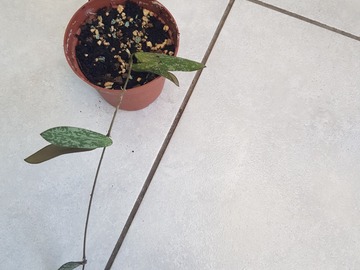 Vente: Hoya sigillatis