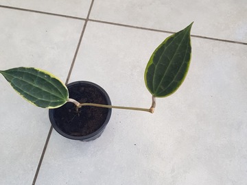 Sales: Hoya macrophilla 