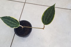 Vente: Hoya macrophilla 