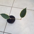 Vente: Hoya macrophilla 