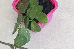 Vente: Hoya Mathilde 