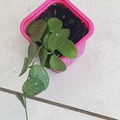 Vente: Hoya Mathilde 