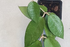 Vente: Hoya parasitaire black edge