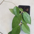 Vente: Hoya parasitaire black edge