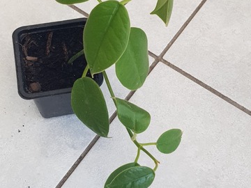 Sales: Hoya coronaria