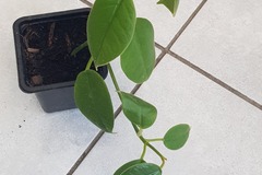 Vente: Hoya coronaria