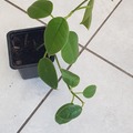 Vente: Hoya coronaria