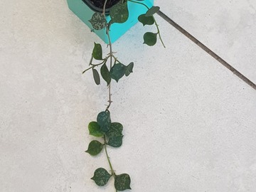 Sales: Hoya curtisii