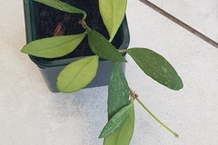 Vente: Hoya Mathilde 
