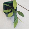 Vente: Hoya Mathilde 