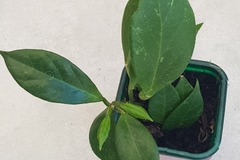 Vente: Hoya sunrise