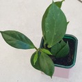 Vente: Hoya sunrise
