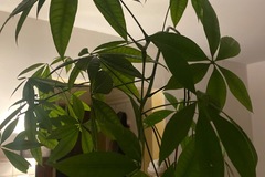 Giving away: Pachira 
