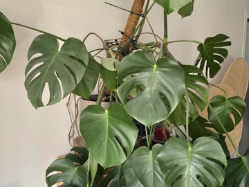 Sales: Plante Monstera Deliciosa 13 ans d'âge
