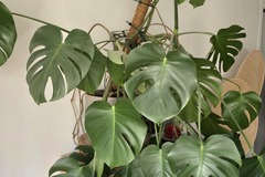 Vente: Plante Monstera Deliciosa 13 ans d'âge