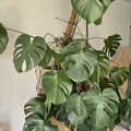Vente: Plante Monstera Deliciosa 13 ans d'âge