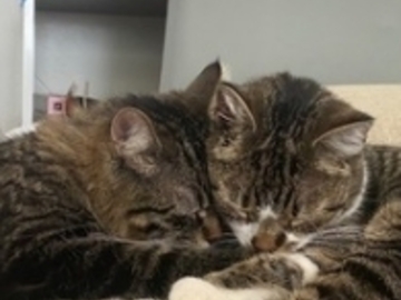   : Smalls and Bradley