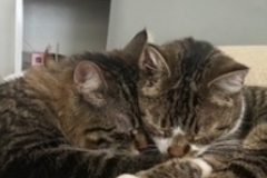   : Smalls and Bradley