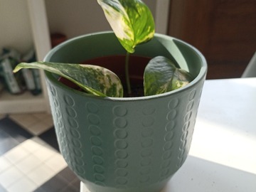 Sales: Plante verte - pothos 