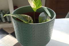 Vente: Plante verte - pothos 