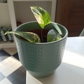 Vente: Plante verte - pothos 